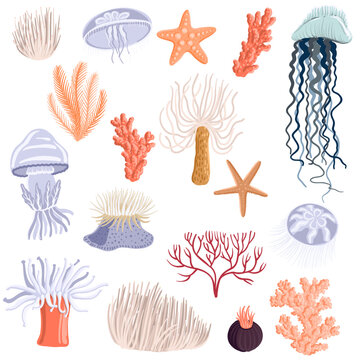 vector drawing set of sea jellies, corals, sea anemones, shells and star, underwater objects, isolated at white background, hand drawn illustration