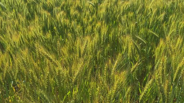 Overhead closeup view of dense green wheat heads with long awns swaying gently in warm sunlight, creating layered textures and natural patterns across the agricultural field.