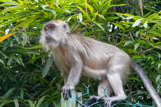 Wild Monkey Sitting in Lush Green Foliage