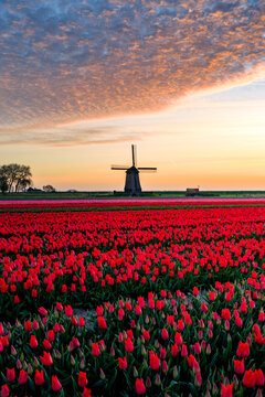 Aerial view of vibrant red tulip fields blooming under a dramatic sunset sky with a traditional windmill in Schermerhorn, North Holland, Netherlands.