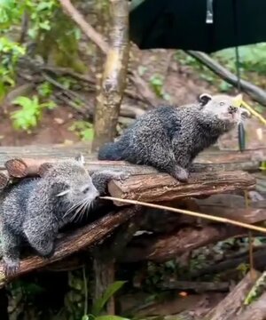 Gorgeous binturong eating apples 