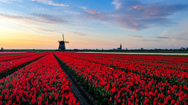 Aerial view of vibrant red tulip fields stretching towards a traditional Dutch windmill and a distant church spire under a soft sunset sky Schermerhorn, North Holland, Netherlands.