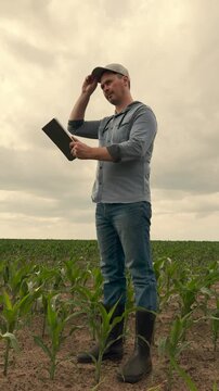 agriculture, farmer working corn field digital tablet, Technology in the farmer s hand, Boots among green corn leaves, Business approach to agriculture, Crop surveillance by tablet, Digital records