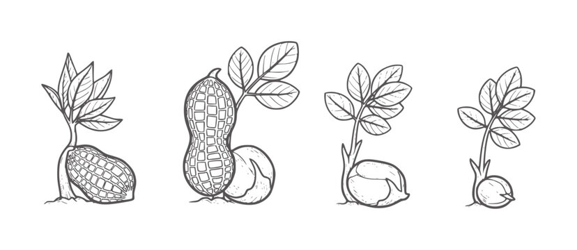 Peanut plant growth stages from seed to sprout with leaves
