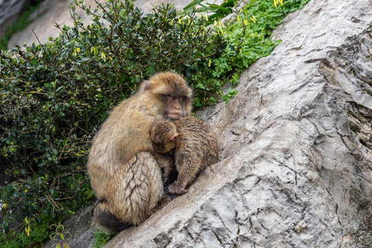 Barbary Macaque - Macaca sylvanus, popular unique primate native to the Gibraltar rock and to the Atlas Mountains of Algeria, Tunisia and Morocco. 
