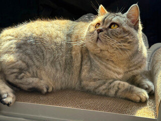Pretty cat feline relaxing on pet bed. © OLENA LIALINA