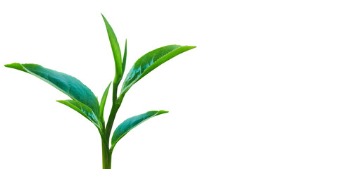 Fototapeta premium Fresh Green Tea Leaves Isolated on Black Background