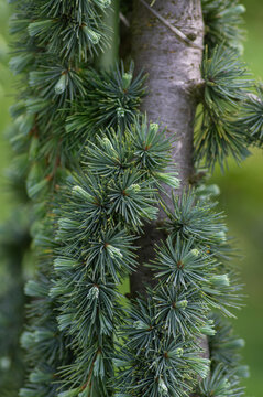Weeping blue atlas cedar with cascading branches and silvery needles in garden