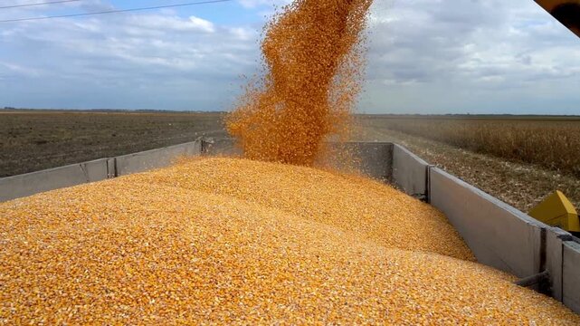 Yellow dry kernels falling from harvester auger processing factory Combine transferring freshly harvested corn into tractor-trailer for transport to