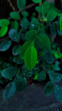 Fresh green Moringa Oleifera leaves on a dark natural background.
