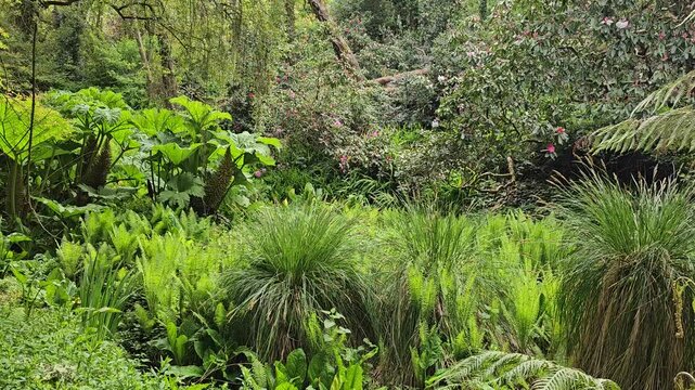 English garden_Jungle garden with Giant rhubarb with the wind in spring and sound of nature