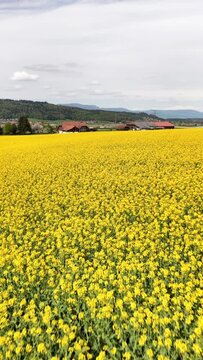 Drohnen-Luftaufnahme eines bl&uuml;henden Rapsfeldes im Fr&uuml;hling &ndash; gelbe Agrarlandschaft aus der Vogelperspektive