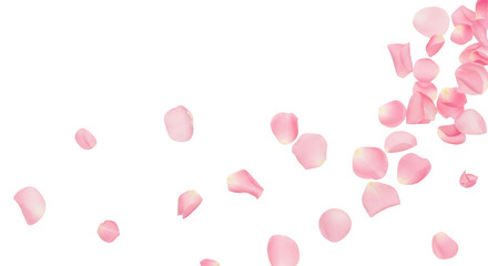 Scattered pink rose petals falling, isolated on transparent background