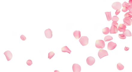 Fotobehang Rozen Scattered pink rose petals falling, isolated on transparent background  © MDTOUFICKAHAMAD