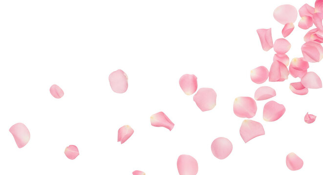 Scattered pink rose petals falling, isolated on transparent background