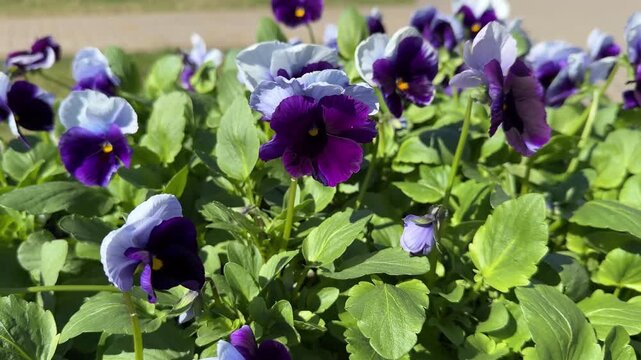 Stunning Purple and White Bicolor Pansy Flowers with Orange Centers Blooming in Sunny Garden Bed, Viola Wittrockiana with Dramatic Violet Blotch Petals Among Green Foliage, Spring Floral Concept