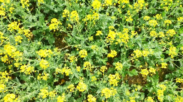 Drohnen-Luftaufnahme eines bl&uuml;henden Rapsfeldes im Fr&uuml;hling &ndash; gelbe Agrarlandschaft aus der Vogelperspektive