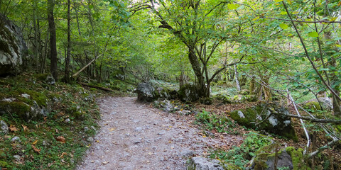 Naklejka premium Forest path winding through green woods and rocks