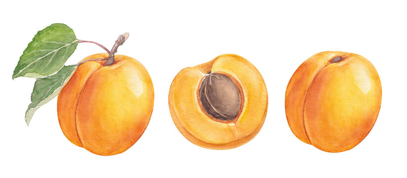 Watercolor collection of apricots, summer ripe fruit with Leaf and half apricot