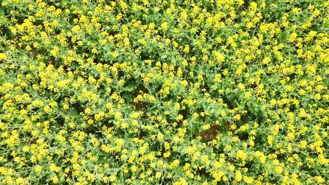 Drohnen-Luftaufnahme eines bl&uuml;henden Rapsfeldes im Fr&uuml;hling &ndash; gelbe Agrarlandschaft aus der Vogelperspektive