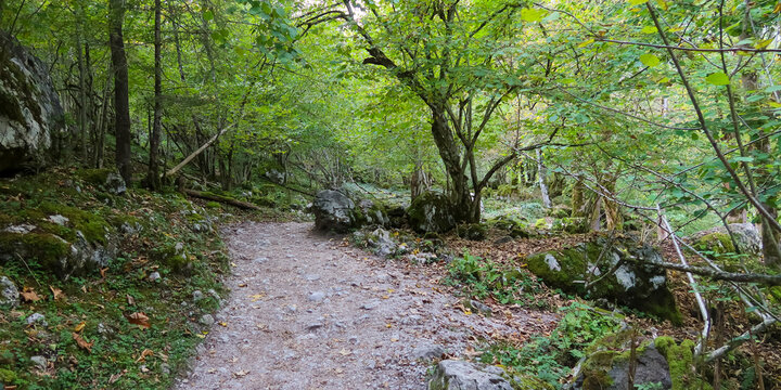 Forest path winding through green woods and rocks