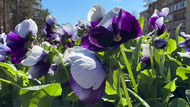 Stunning Purple and White Bicolor Pansy Flowers with Orange Centers Blooming in Sunny Garden Bed, Viola Wittrockiana with Dramatic Violet Blotch Petals Among Green Foliage, Spring Floral Concept