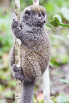 mouse lemur on tree