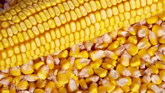 Slo Mo Close up of Agricultural Corn Grains of fresh corn cobs closeup Slow motion. crop raw corn seed Falling of grain millet, ripe macro shot. food