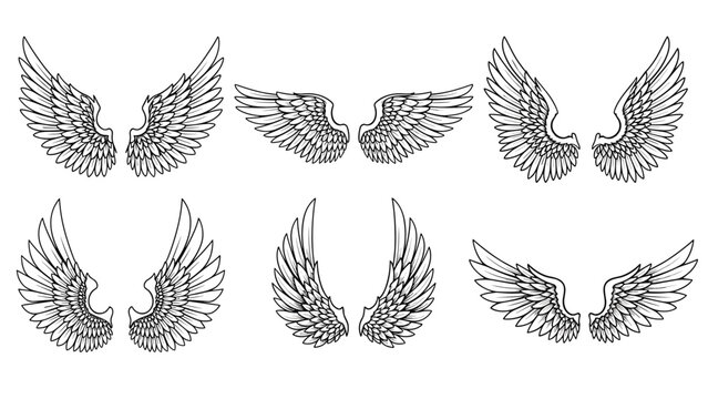 Collection of various detailed bird or angel wing illustrations shown in pairs with intricate feather patterns and textures.