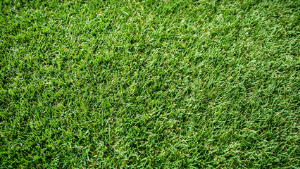 Fototapeta premium Artificial Green Grass Seamless Texture Background