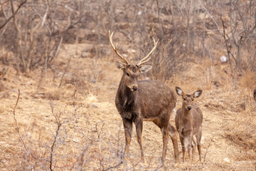 Obraz premium deer in the wild