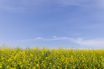 Obraz premium Yellow Canola Flowers Signaling the Arrival of Spring Against a Clear Blue Sky in Japan