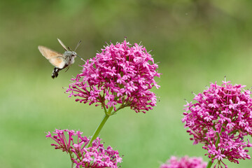 Moro-Sphinx butinant dans la valériane © Pascal Cointe