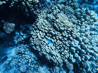 Obraz premium A wide-angle underwater photograph capturing a healthy coral reef ecosystem in the clear blue waters of the Red Sea.
