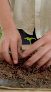 Vertical video: Smoothing soil, person in shirt transplanting seedling at home table for stability
