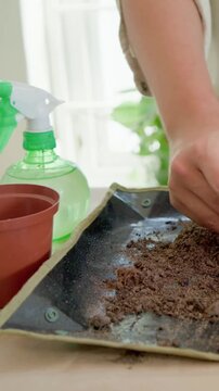 Vertical video: Spreading mix person in beige top teasing root repotting seedling at table near pot