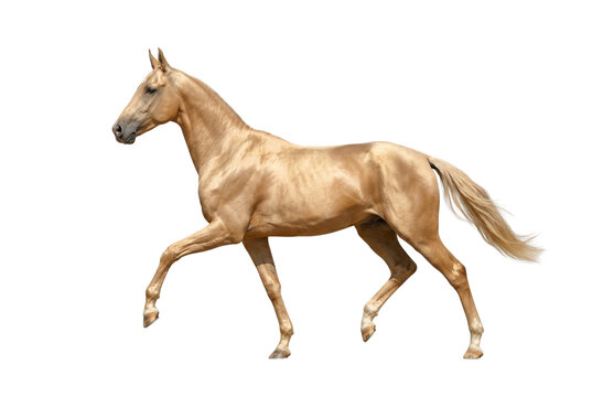 Side view of a majestic golden Akhal-Teke horse trotting