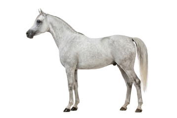 Obraz premium Side view of a majestic dapple gray Arabian horse standing