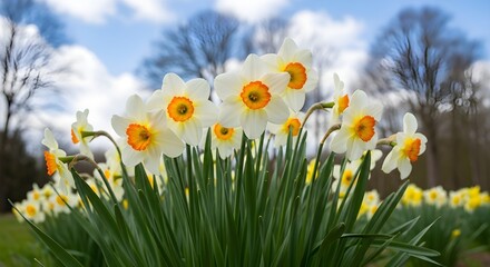 Fototapeta premium A vibrant close up of blooming daffodils against a soft blurred blue sky and budding trees signaling springtime's arrival