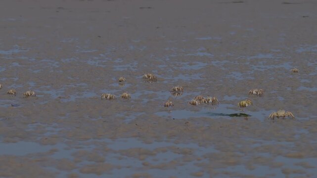 Group of wild crabs crawling on a muddy coast, socotra island