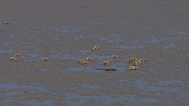 Colony of ghost crabs walking on a muddy tidal flat, socotra island