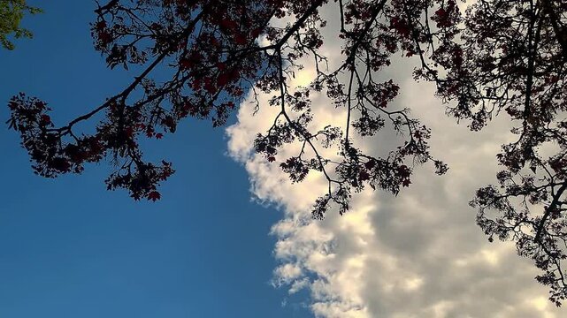 Sky, clouds and zelkova tree