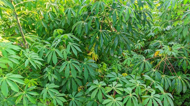 Green Cassava Plant Leaves in Tropical Agriculture Farm Garden