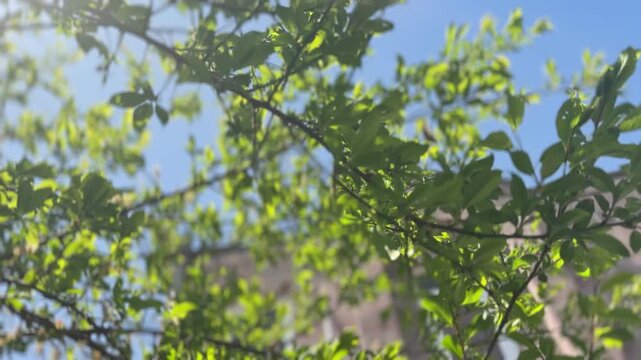 Sun-Drenched Green Tree Branches Swaying Against Clear Blue Sky and Urban Building Background