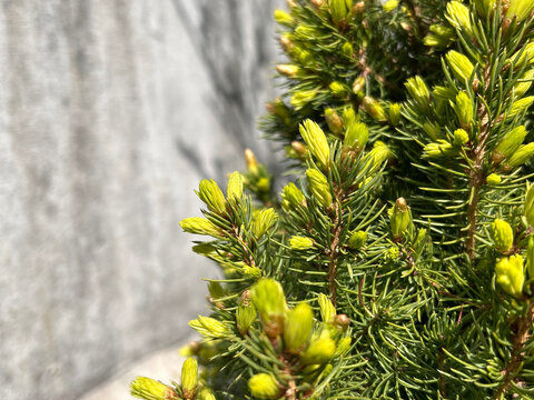 Fresh green thuja buds growing on conifer branches in sunlight with blurred background