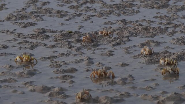 Colony of ghost crabs walking sideways on a wet tidal flat, socotra island