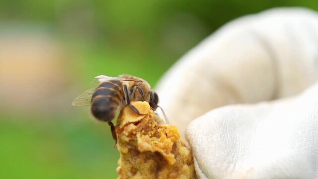 Beekeeper in White Gloves Holding a Honeybee Queen Cell in 4K
