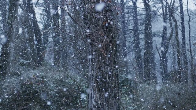 Winter forest with foggy snowfall. Winter forest in cold weather. Drifting snow covers winter forest branches. Dark woodland frames winter forest landscape.