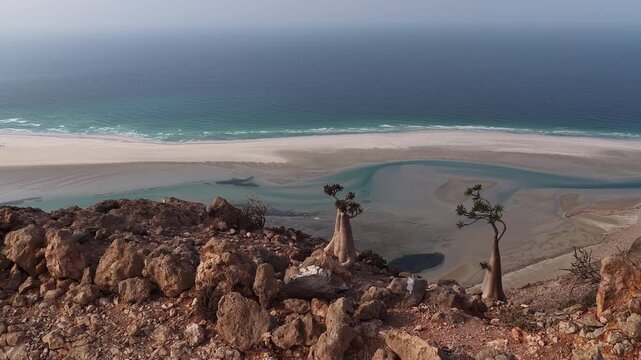 Unique socotra desert rose trees overlooking a pristine white sand beach