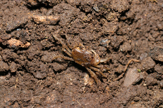 腐った丸太裏の多湿土壌に隠れている赤茶色のサワガニ（日本自然生物生態マクロ撮影）